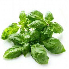 Fototapeta premium Sweet basil leaves isolated on white background closeup.