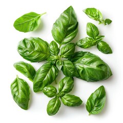 Fototapeta premium Sweet Genovese basil leaves background arrangement isolated on white. Top view.