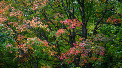 Vibrant Fall Scene of Trees and Leaves in the Park - landscape in Canada