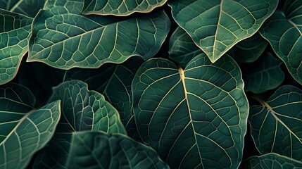 Obraz premium Close-Up of Lush Green Leaves with Intricate Veins