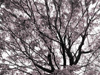 Explore the Intricate Beauty of Tree Branches in Nature