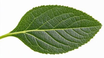 Obraz premium Tea plant stem close-up, intricate leaf vein detail, soft natural lighting, dynamic perspective, isolated on white background