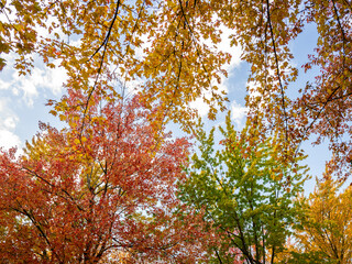 Vibrant Fall Scene of Trees and Leaves in the Park - landscape in Canada
