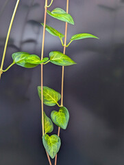 Capture the Beauty of Leaves: A Botanical Perspective