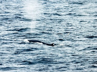 Naklejka premium Fin whale Surfacing in the Ocean