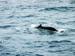 Fototapeta premium Fin whale Surfacing in the Ocean
