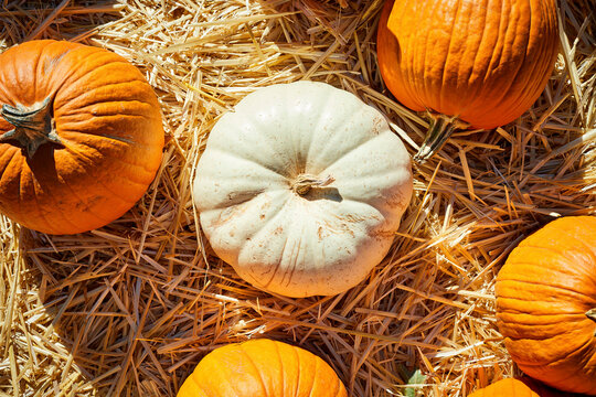 A Pumpkin Patch with ripe pumpkins on straw