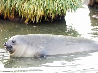 Fototapeta premium Elephant seal Swimming in Calm Waters