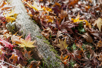 地面に落ちた紅葉と木の根