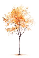 Fototapeta premium An autumn tree depicted in a watercolor painting style, isolated against a white background.