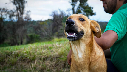 Animal o perro  domestico con bella sonrisa 