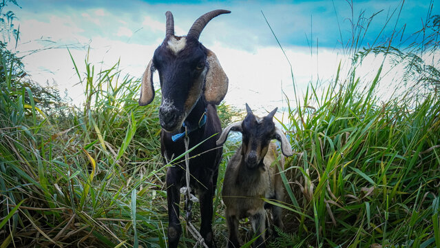 Mam&aacute; cabra con su bello hijo orejon