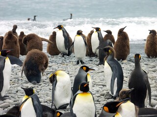 Obraz premium Penguin Colony on Rocky Beach
