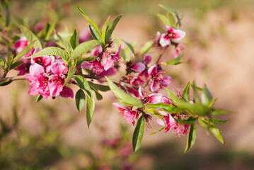 Branch of pink cherry or almond tree with green leaves in foreground