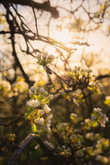 peach blossom in front of the sun
