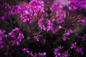 Vibrant Purple Wildflowers are Flourishing Beautifully in Full Bloom This Season