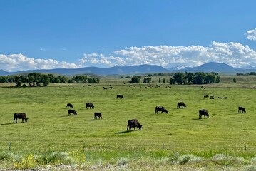 Wyoming Ranching