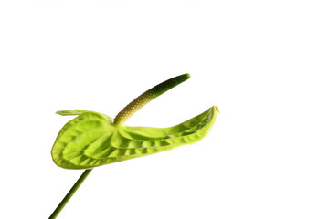 Green anthurium flower, leaf plant on white background, tropical flora