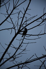 Bird in Bare Tree