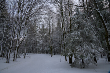 Snow-covered forest path surrounded by bare and evergreen trees in winter.