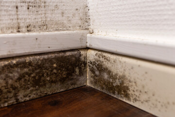 Indoor mold close-up showing black mildew on wall baseboard and textured wallpaper in corner....