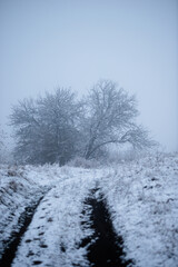 Road in the forest ,snowy and misty weather around the forest.Beautiful alndscape with snow and trees.Snow covered trees in the forest,landscape photography , blue colors at the morning.Winter picture