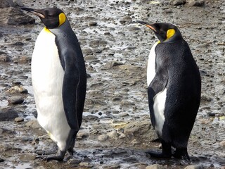 Fototapeta premium Two Emperor Penguins on Rocky Terrain
