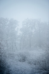 Christmas landscape in the forest , beautiful snowy weather , snow covered trees , road in the forest.Cold pictures,wizzard in the woodlands,Blue colors,snowy and foggy weather , landscape at morning