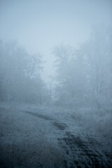 Christmas landscape in the forest , beautiful snowy weather , snow covered trees , road in the forest.Cold pictures,wizzard in the woodlands,Blue colors,snowy and foggy weather , landscape at morning