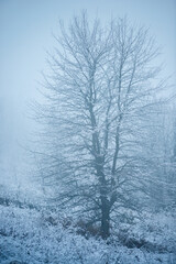 Christmas landscape in the forest , beautiful snowy weather , snow covered trees , road in the forest.Cold pictures,wizzard in the woodlands,Blue colors,snowy and foggy weather , landscape at morning