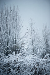 Christmas landscape in the forest , beautiful snowy weather , snow covered trees , road in the forest.Cold pictures,wizzard in the woodlands,Blue colors,snowy and foggy weather , landscape at morning