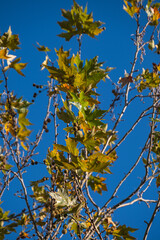 Plane tree branches and leaves in autumn. clear blue sky background.