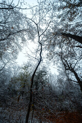Snowy weather in the forest,landscape photography in the forest, leaves on the ground , trees covered snow, white snow on the ground.Beautiful and mstery weather in the forest.Foggy and mist over tree