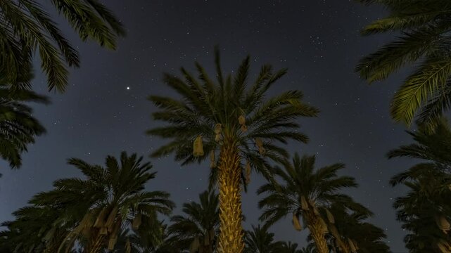 date palm time lapse night