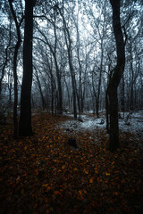 Mystery forest at the november morning,snow on the trees and on the ground,trees with branches ,cold weather in the picture .Leaves on the ground , autumn woodlands and snow.White first snow .