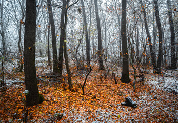 Mystery forest at the november morning,snow on the trees and on the ground,trees with branches ,cold weather in the picture .Leaves on the ground , autumn woodlands and snow.White first snow .