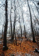 Fototapeta premium Mystery forest at the november morning,snow on the trees and on the ground,trees with branches ,cold weather in the picture .Leaves on the ground , autumn woodlands and snow.White first snow .