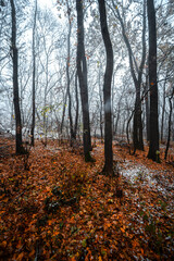 Obraz premium Mystery forest at the november morning,snow on the trees and on the ground,trees with branches ,cold weather in the picture .Leaves on the ground , autumn woodlands and snow.White first snow .