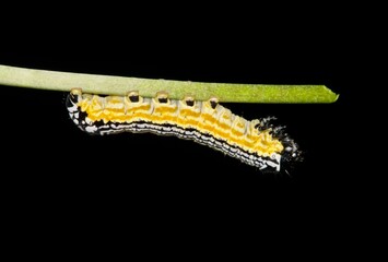 Turbulent Phosphila caterpillar (Phosphila turbulenta) cutworm insect night nature Springtime pest control.