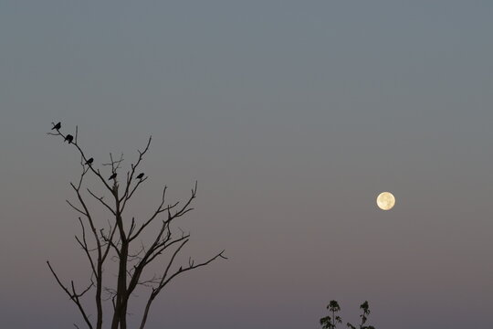 moon rising behind a tree