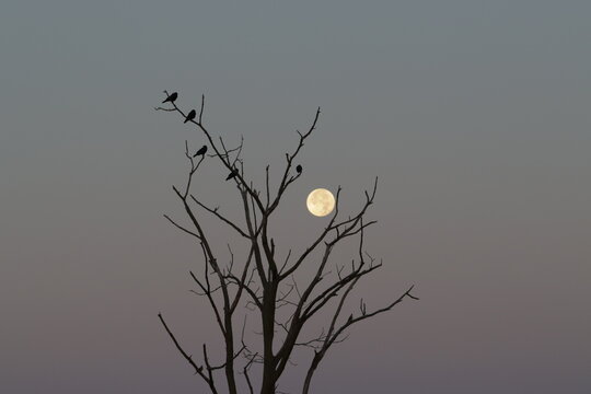 moon rising behind a tree