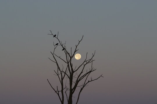 moon rising behind a tree