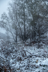 Misty weather in the forest,winter landscape in the forest.Snow covered trees. Woodlands at autumn morning,first snow in the fall.Trees and leaves,beautiful orange leaves on the ground , cold picture 