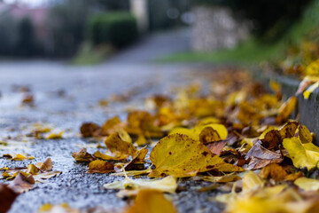 Strada autunnale