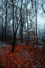 Forest with misty and foggy weather.Mystery woodlands at autumn morning.First snow at november ,landscape photography in the morning autumn forest.Yellow and orange leaves on the ground,trees and snow