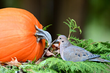 Close up of a Mourning Dove investigating a pumpkin added to the composte pile after Halloween