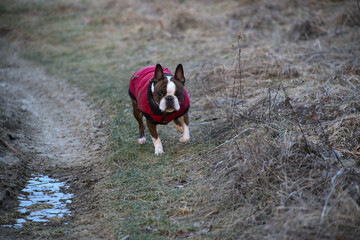 Boston Terrier in a red jacket running along a grassy trail during winter.