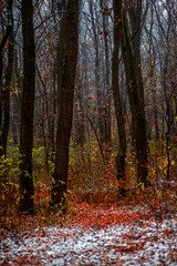 Forest with snow,snow covered trees,november with first snow.Fall colors ,trees with leaves and snow.Beautiful landscape in the woodlands, nature lovers.Mystery weather ,forest at morning with mist