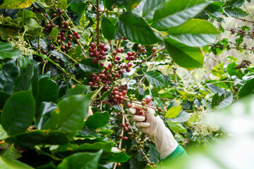 Plantation red coffee bean farmer hands ripe harvest in Garden farm. Close up hand harvesting green red yellow bean Robusta arabica Coffee berries leaf tree Plant in Brazil Ethiopia Vietnam Country
