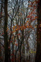Fototapeta premium Forest with snow,snow covered trees,november with first snow.Fall colors ,trees with leaves and snow.Beautiful landscape in the woodlands, nature lovers.Mystery weather ,forest at morning with mist